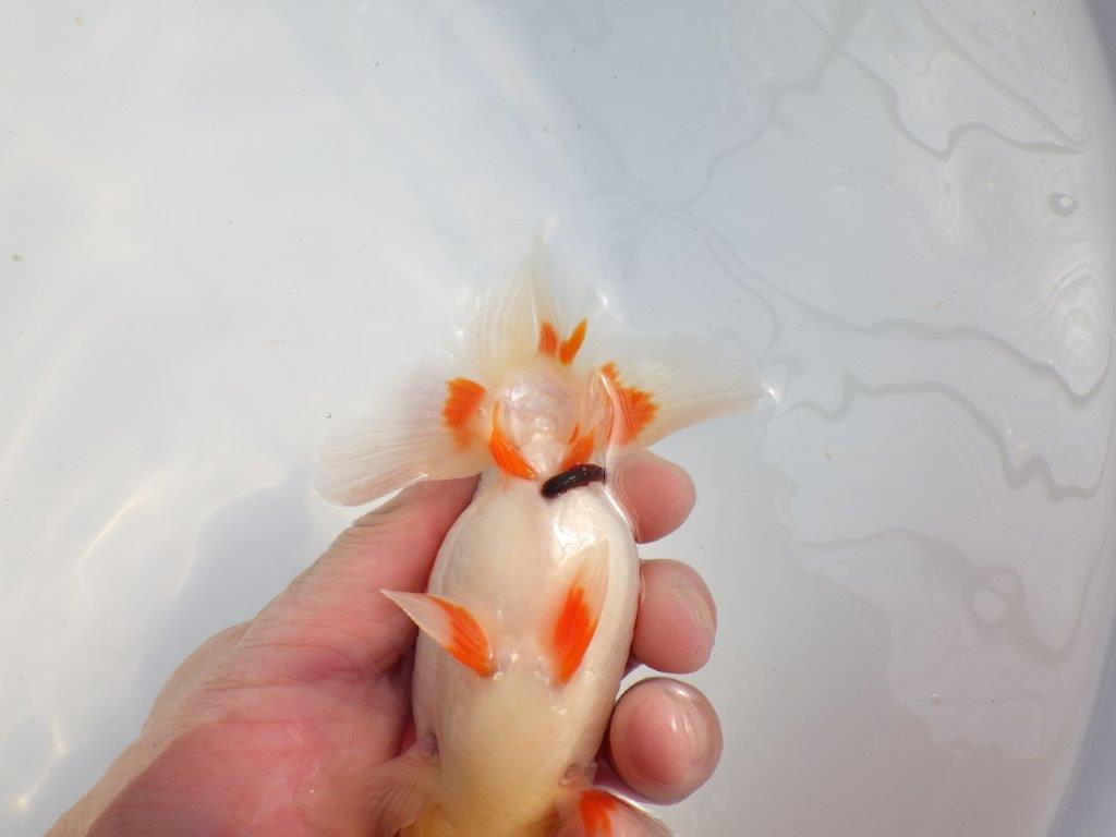 素晴らしいフンタンと美しい柄の更紗らんちゅう　明け二歳魚　 　約14ｃｍ　オス【小早川義幸氏】
