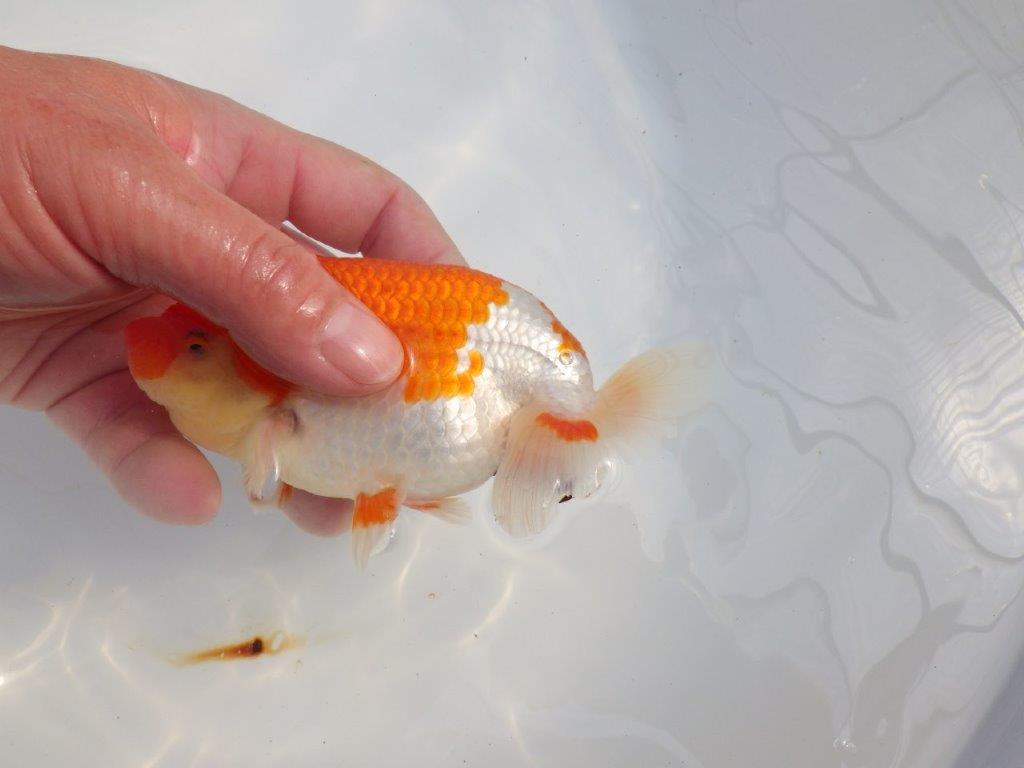 素晴らしいフンタンと美しい柄の更紗らんちゅう　明け二歳魚　 　約14ｃｍ　オス【小早川義幸氏】