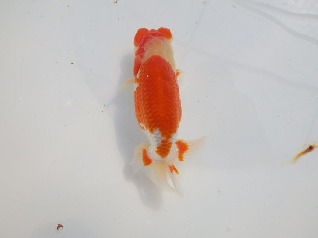 素晴らしいフンタンと美しい柄の更紗らんちゅう　明け二歳魚　 　約14ｃｍ　オス【小早川義幸氏】