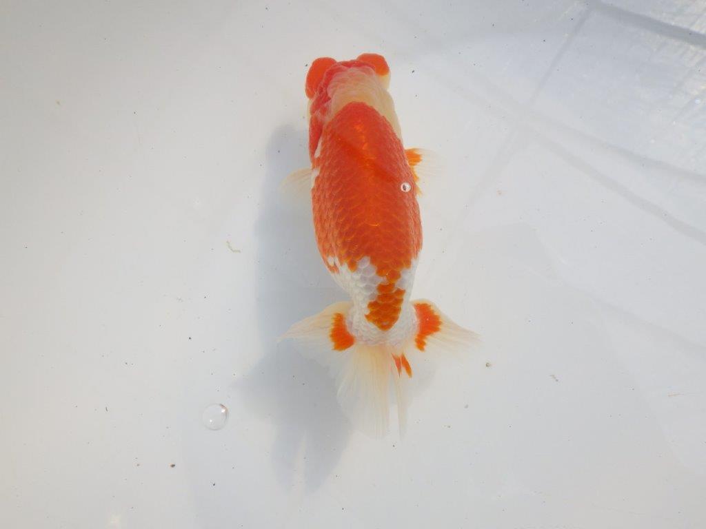 素晴らしいフンタンと美しい柄の更紗らんちゅう　明け二歳魚　 　約14ｃｍ　オス【小早川義幸氏】