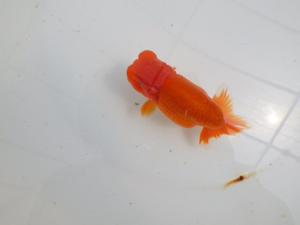 【初入荷　愛媛　竹内　誠司　氏】愛嬌のある姿　明け二歳魚　 　約12ｃｍ　オス