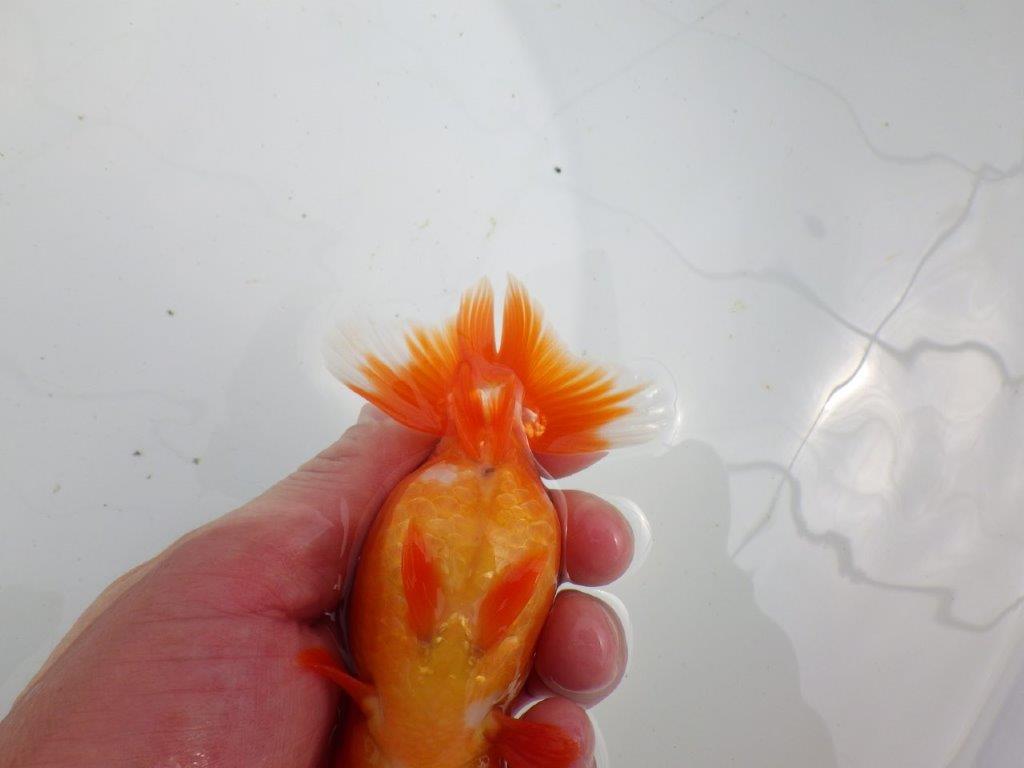 【初入荷　愛媛　竹内　誠司　氏】愛嬌のある姿　明け二歳魚　 　約12ｃｍ　オス