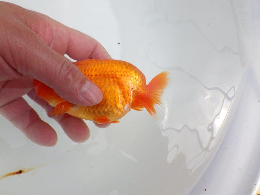 【初入荷　愛媛　竹内　誠司　氏】愛嬌のある姿　明け二歳魚　 　約12ｃｍ　オス