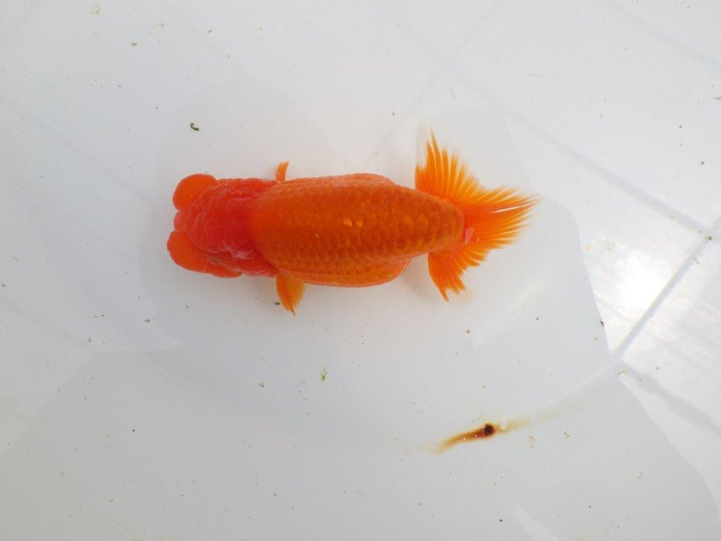 【初入荷　愛媛　竹内　誠司　氏】愛嬌のある姿　明け二歳魚　 　約12ｃｍ　オス