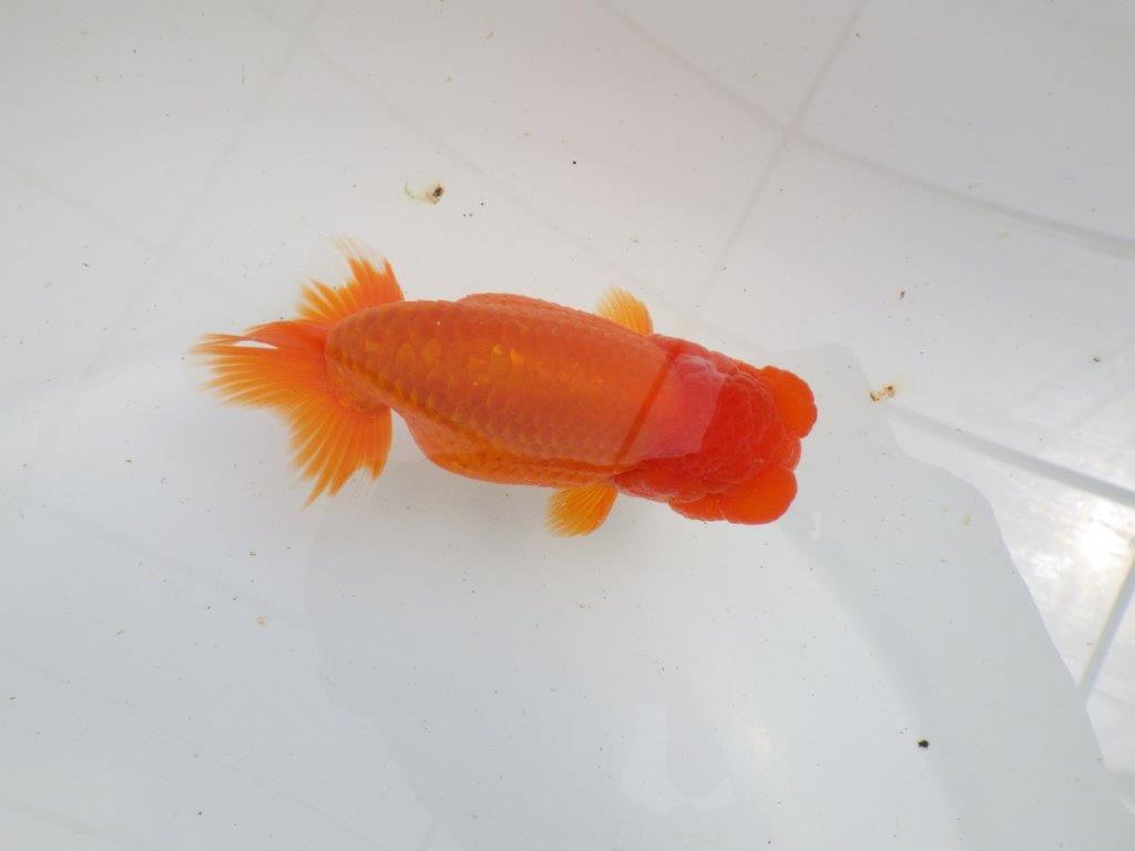 【初入荷　愛媛　竹内　誠司　氏】愛嬌のある姿　明け二歳魚　 　約12ｃｍ　オスの上身