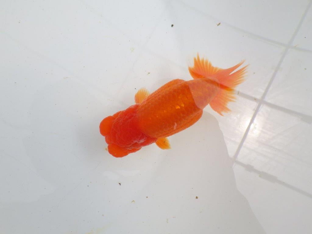 【初入荷　愛媛　竹内　誠司　氏】愛嬌のある姿　明け二歳魚　 　約12ｃｍ　オス