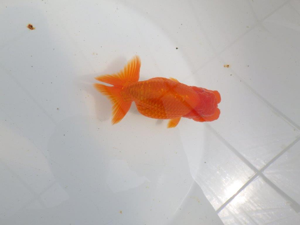 【初入荷　愛媛　竹内　誠司　氏】目さきのあるフンタン　明け二歳魚　 　約13ｃｍ　オス