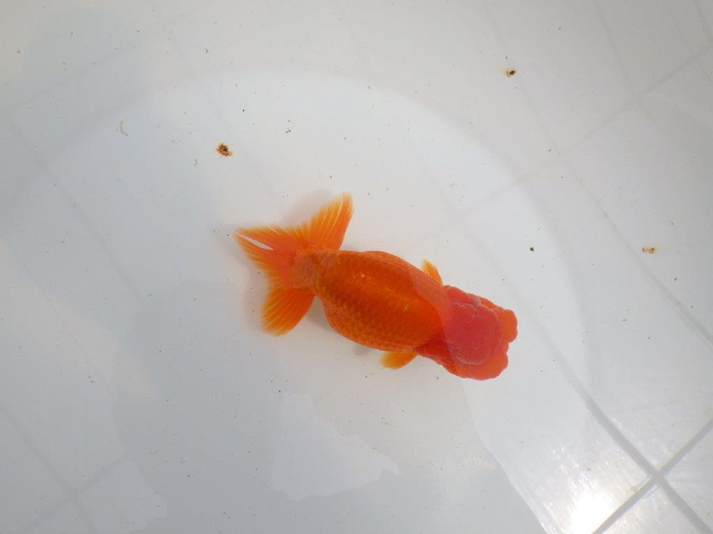 【初入荷　愛媛　竹内　誠司　氏】目さきのあるフンタン　明け二歳魚　 　約13ｃｍ　オス