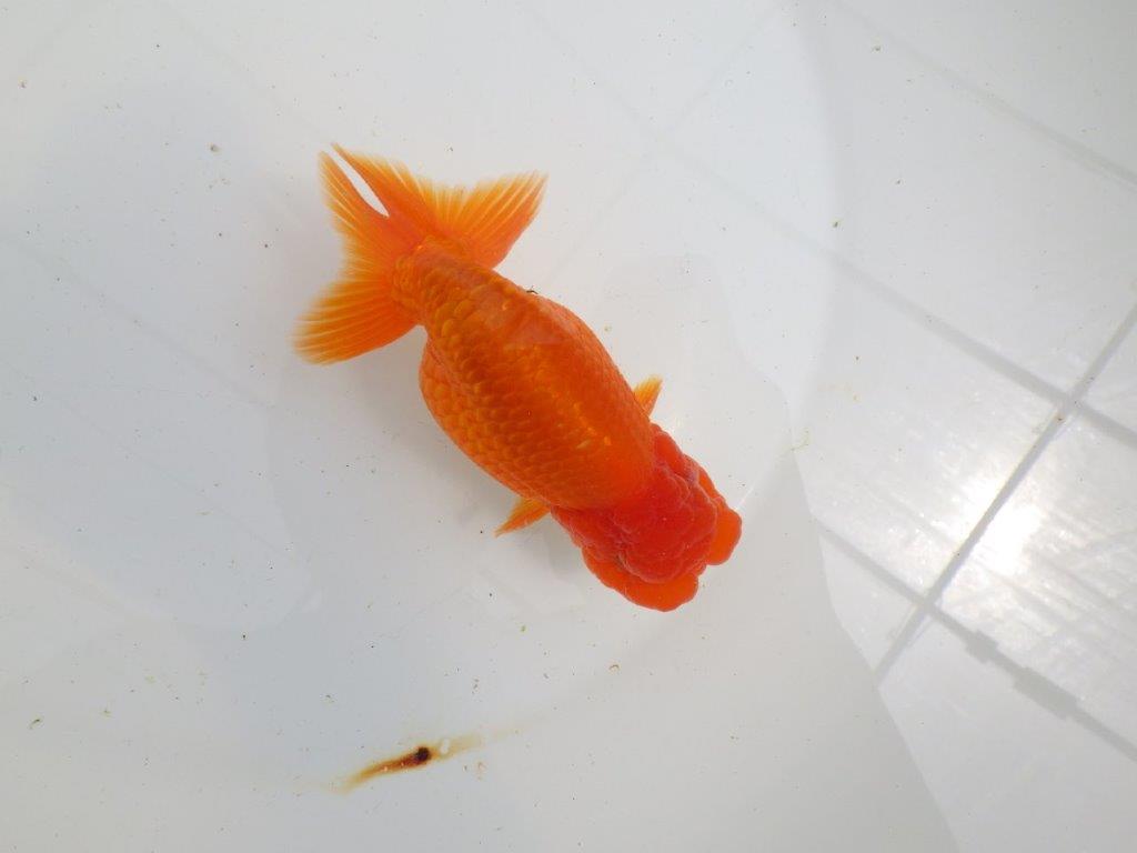 【初入荷　愛媛　竹内　誠司　氏】目さきのあるフンタン　明け二歳魚　 　約13ｃｍ　オスの上身