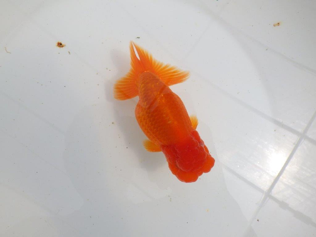 【初入荷　愛媛　竹内　誠司　氏】目さきのあるフンタン　明け二歳魚　 　約13ｃｍ　オス