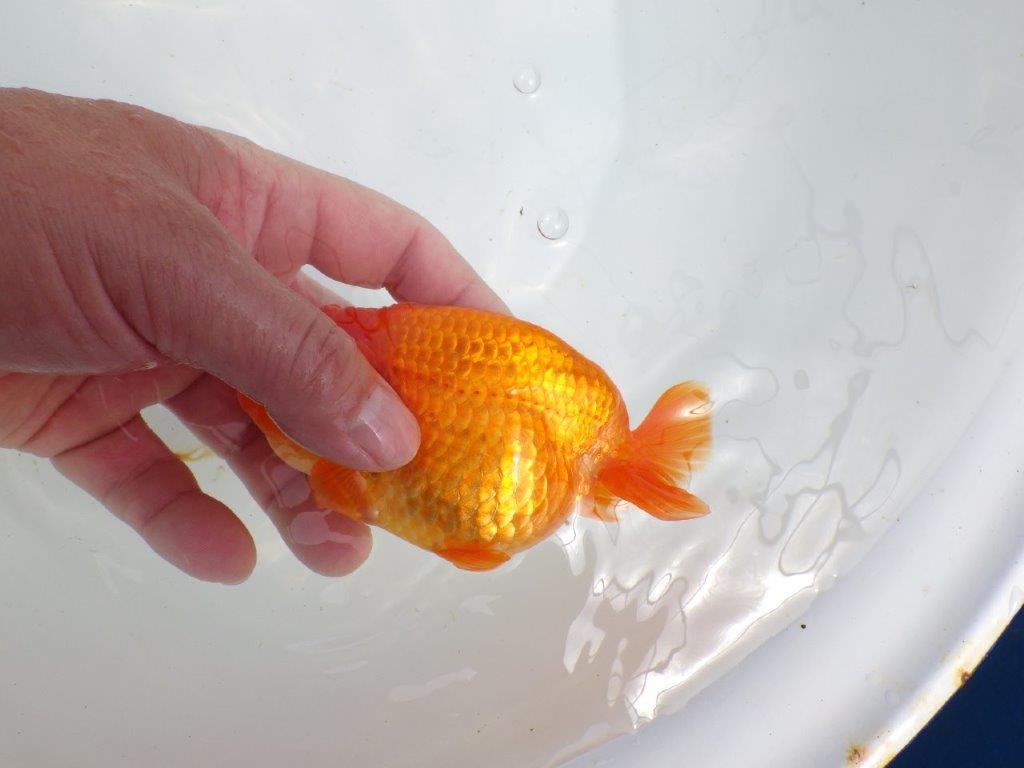 【初入荷　愛媛　竹内　誠司　氏】目さきのあるフンタン　明け二歳魚　 　約13ｃｍ　オス