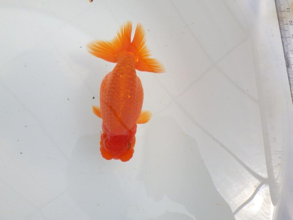 【初入荷　愛媛　竹内　誠司　氏】上見のご観賞がお勧め　明け二歳魚　 　約13,5ｃｍ　オス