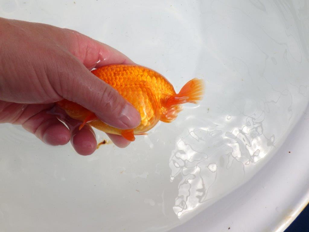【初入荷　愛媛　竹内　誠司　氏】上見のご観賞がお勧め　明け二歳魚　 　約13,5ｃｍ　オス