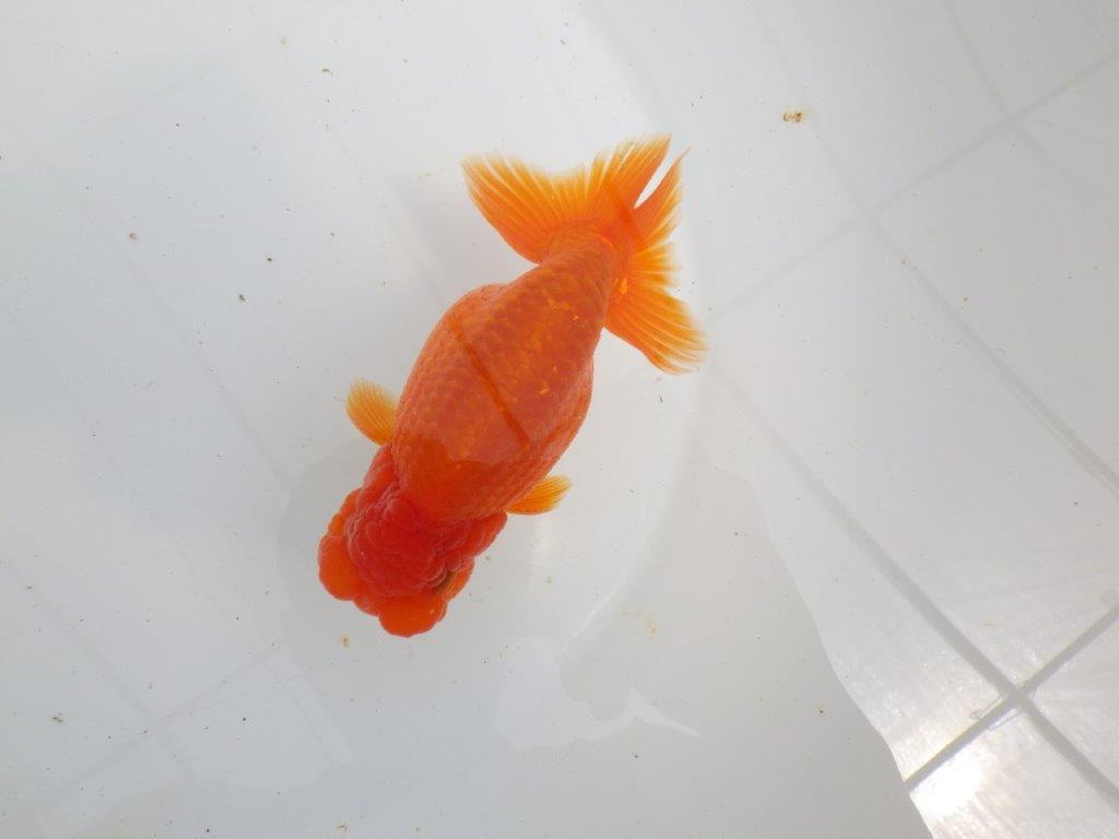 【初入荷　愛媛　竹内　誠司　氏】上見のご観賞がお勧め　明け二歳魚　 　約13,5ｃｍ　オスの上身