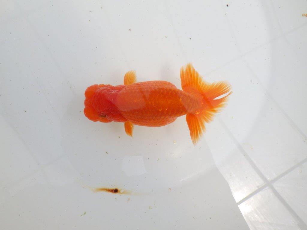 【初入荷　愛媛　竹内　誠司　氏】上見のご観賞がお勧め　明け二歳魚　 　約13,5ｃｍ　オス