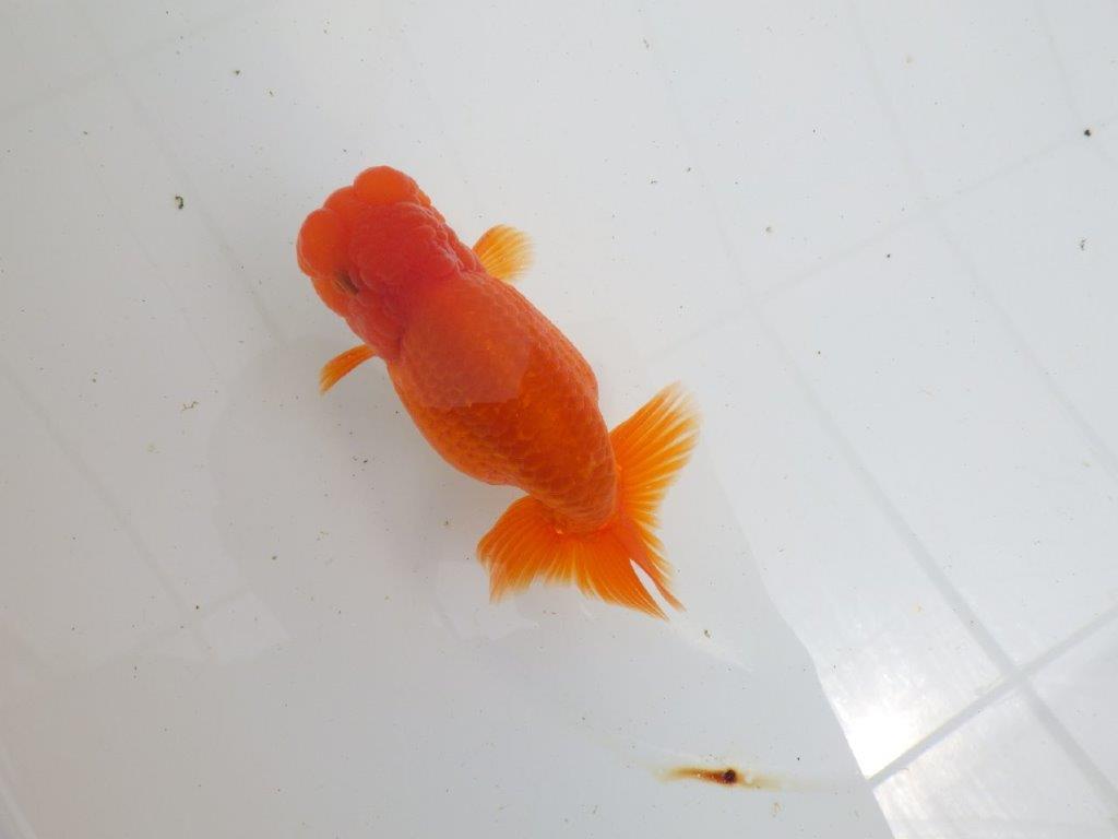 【初入荷　愛媛　竹内　誠司　氏】上見のご観賞がお勧め　明け二歳魚　 　約13,5ｃｍ　オス