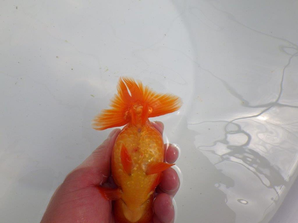 【初入荷　愛媛　竹内　誠司　氏】上見のご観賞がお勧め　明け二歳魚　 　約13,5ｃｍ　オス