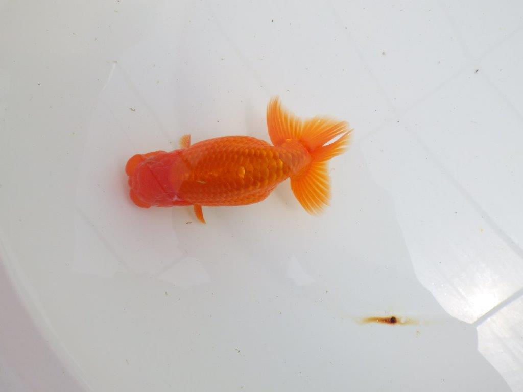 【初入荷　愛媛　竹内　誠司　氏】尾の雰囲気がとても良い　明け二歳魚　 　約13ｃｍ　オス