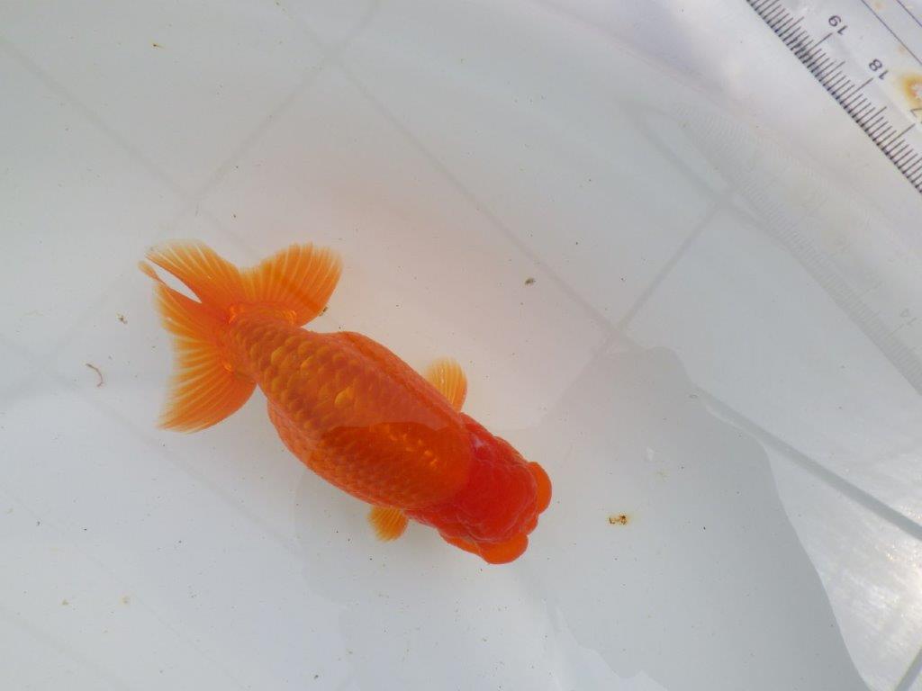 【初入荷　愛媛　竹内　誠司　氏】尾の雰囲気がとても良い　明け二歳魚　 　約13ｃｍ　オス