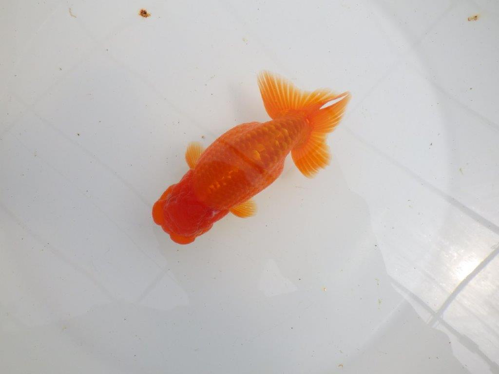 【初入荷　愛媛　竹内　誠司　氏】尾の雰囲気がとても良い　明け二歳魚　 　約13ｃｍ　オス