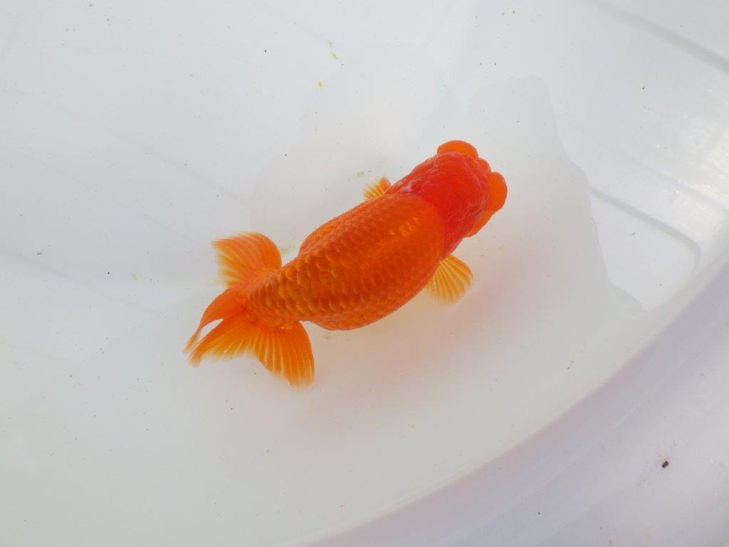 【初入荷　愛媛　竹内　誠司　氏】尾の雰囲気がとても良い　明け二歳魚　 　約13ｃｍ　オス