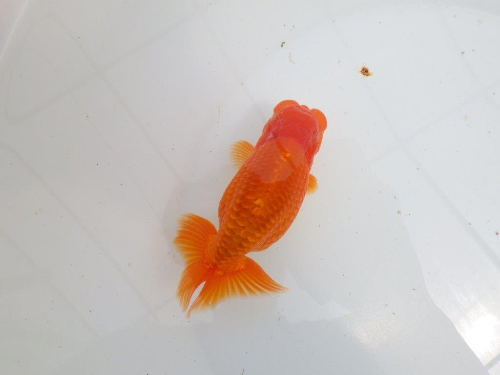 【初入荷　愛媛　竹内　誠司　氏】尾の雰囲気がとても良い　明け二歳魚　 　約13ｃｍ　オス