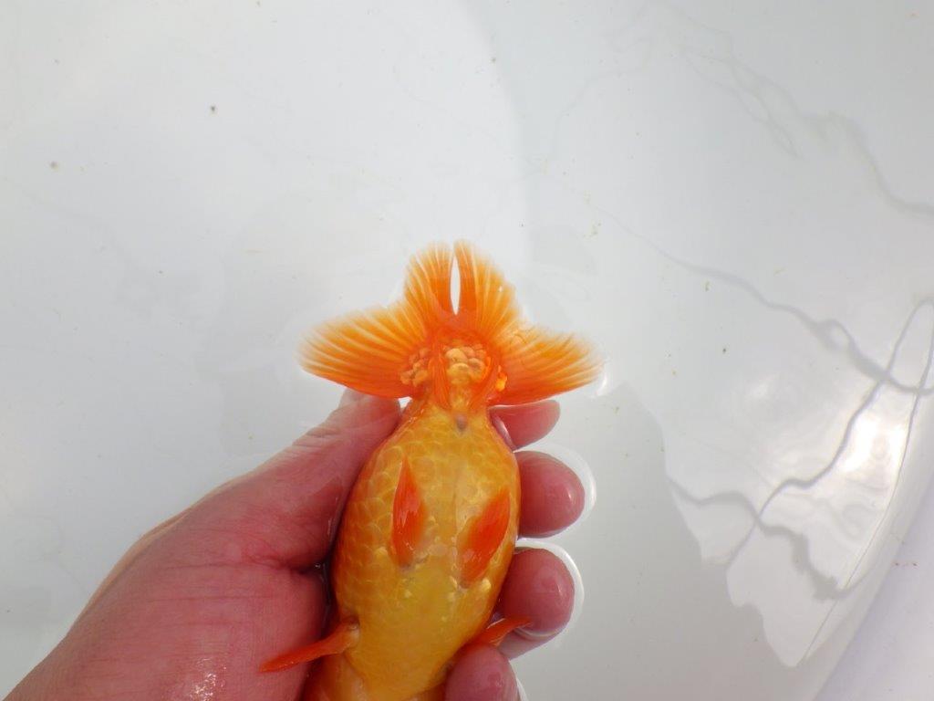 【初入荷　愛媛　竹内　誠司　氏】尾の雰囲気がとても良い　明け二歳魚　 　約13ｃｍ　オス