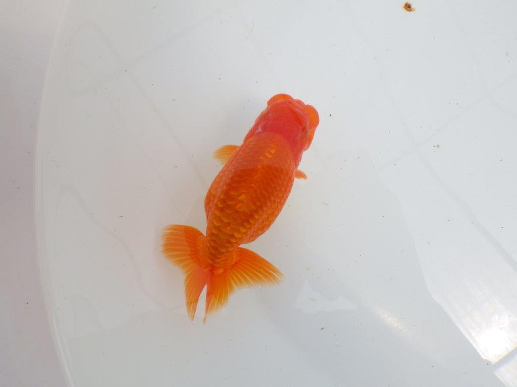 【初入荷　愛媛　竹内　誠司　氏】尾の雰囲気がとても良い　明け二歳魚　 　約13ｃｍ　オスの上身
