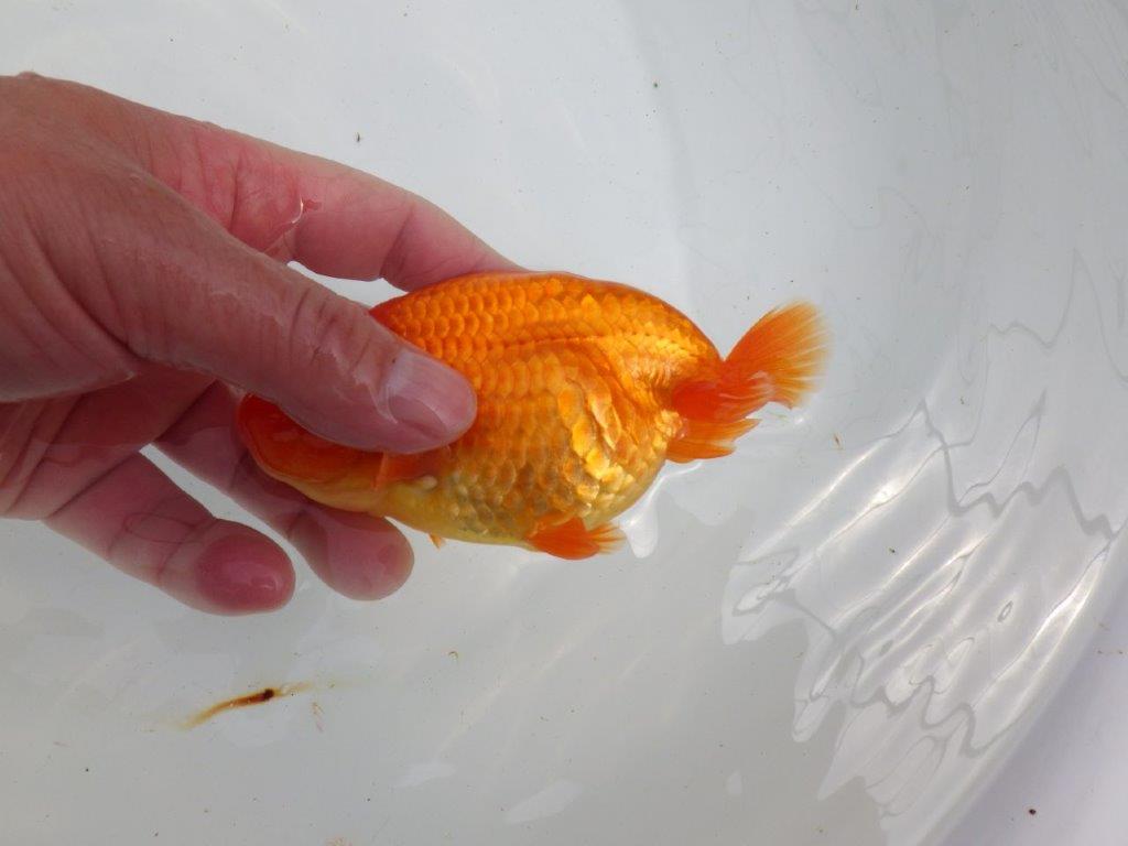 【初入荷　愛媛　竹内　誠司　氏】尾の雰囲気がとても良い　明け二歳魚　 　約13ｃｍ　オス