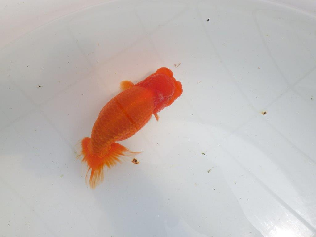 【初入荷　愛媛　竹内　誠司　氏】雰囲気の良い明け二歳魚　 　約14ｃｍ　オス