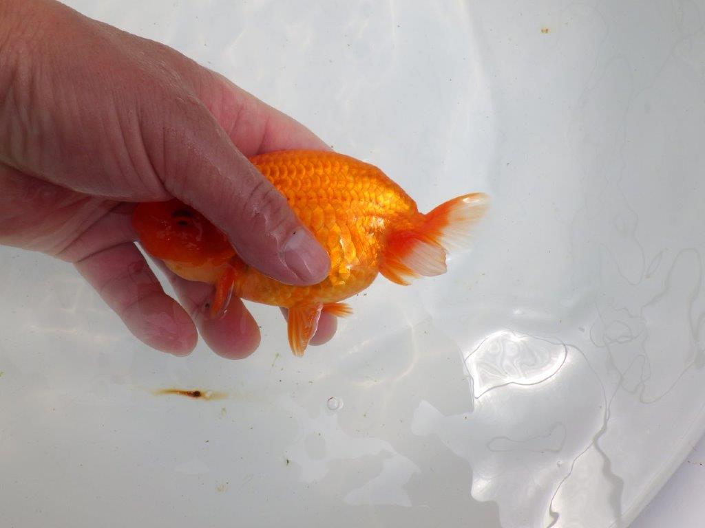 【初入荷　愛媛　竹内　誠司　氏】雰囲気の良い明け二歳魚　 　約14ｃｍ　オス