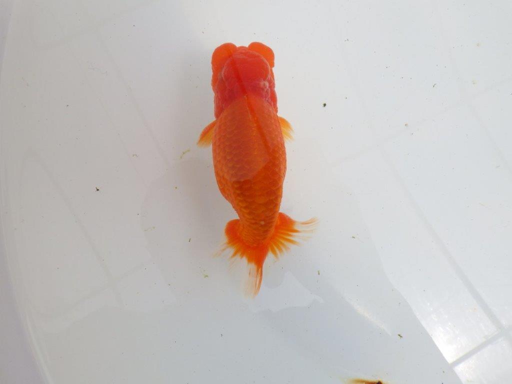 【初入荷　愛媛　竹内　誠司　氏】雰囲気の良い明け二歳魚　 　約14ｃｍ　オス
