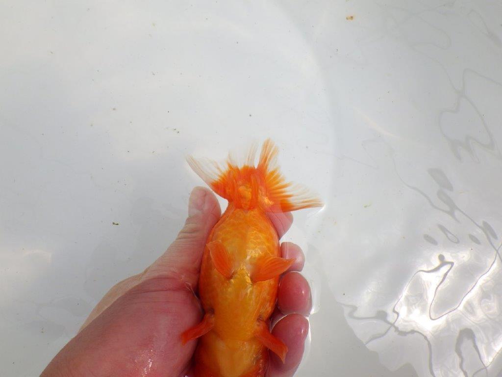 【初入荷　愛媛　竹内　誠司　氏】雰囲気の良い明け二歳魚　 　約14ｃｍ　オス