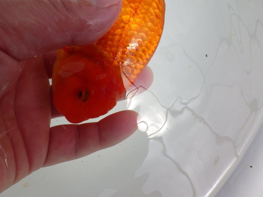 【初入荷　愛媛　竹内　誠司　氏】雰囲気の良い明け二歳魚　 　約14ｃｍ　オス