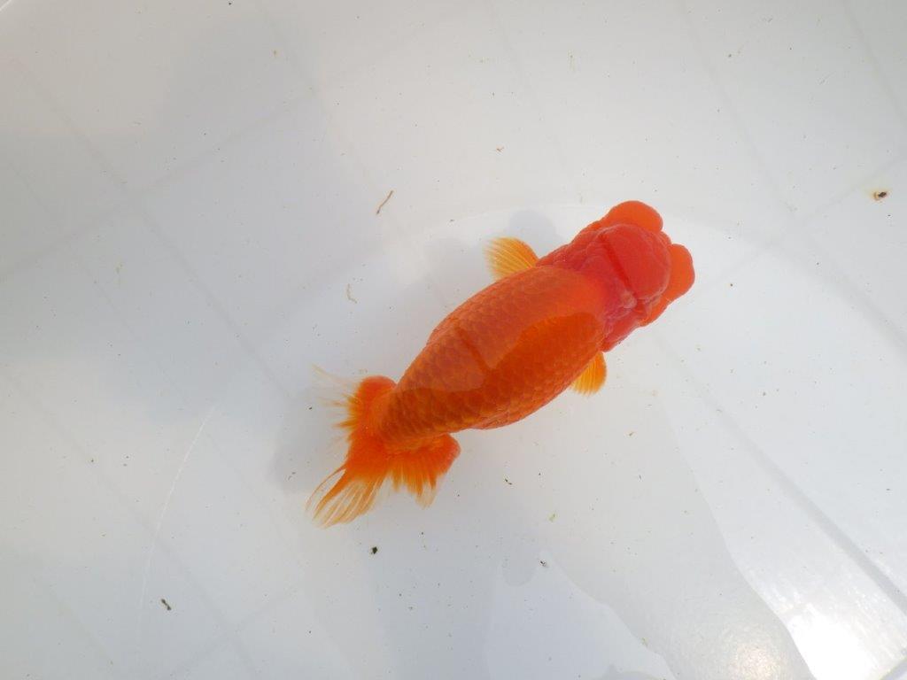 【初入荷　愛媛　竹内　誠司　氏】雰囲気の良い明け二歳魚　 　約14ｃｍ　オスの上身