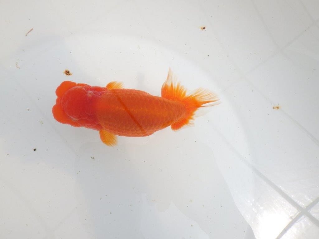 【初入荷　愛媛　竹内　誠司　氏】雰囲気の良い明け二歳魚　 　約14ｃｍ　オス