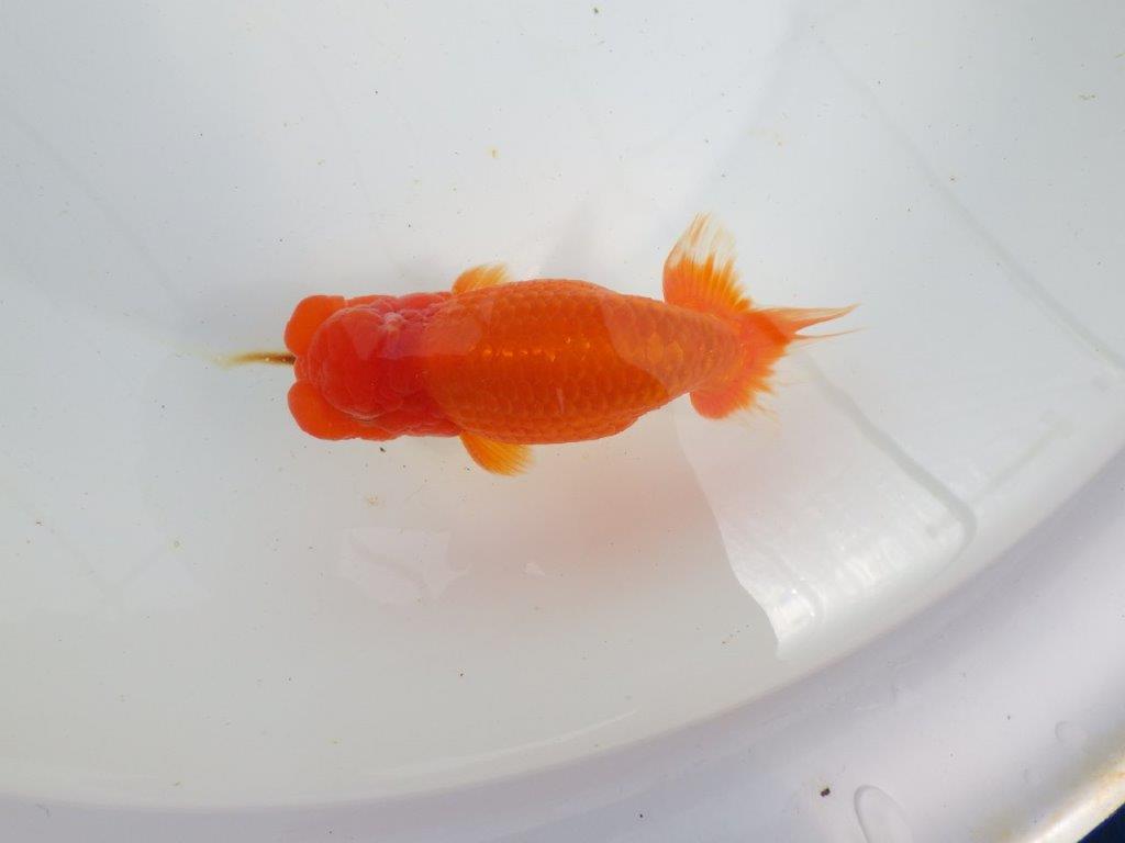【初入荷　愛媛　竹内　誠司　氏】雰囲気の良い明け二歳魚　 　約14ｃｍ　オス