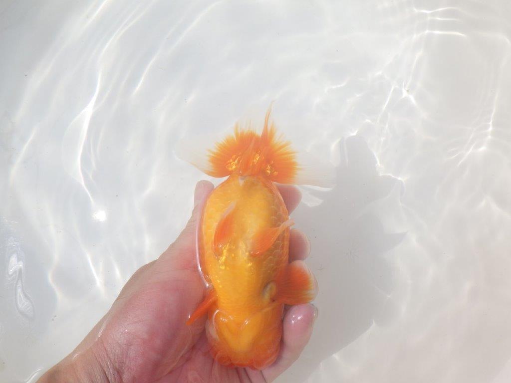 【愛知 川口功 氏】激レア！！明け三歳らんちゅう B 約15,5㎝ オス