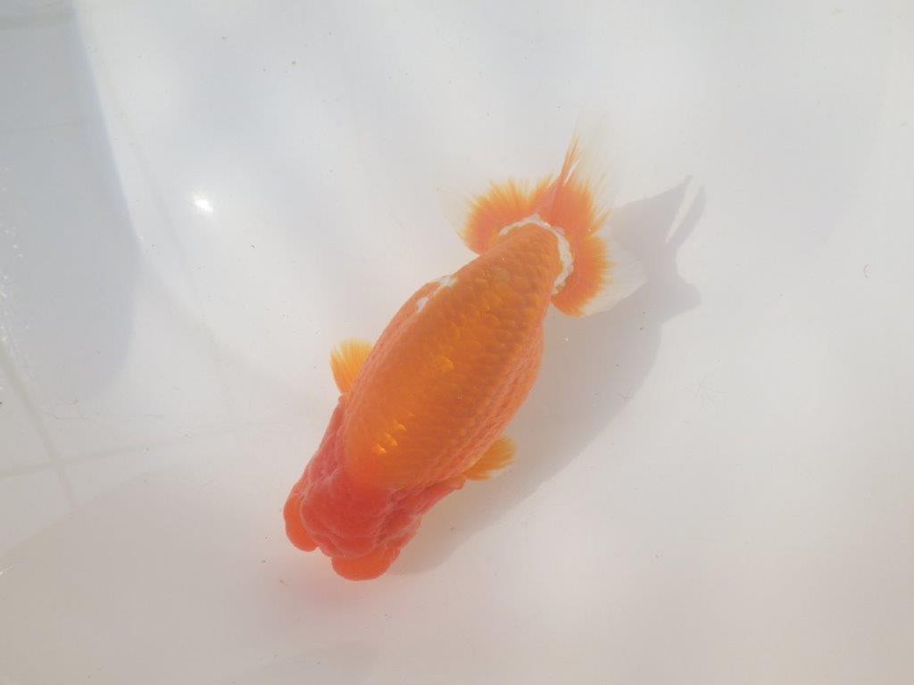 【愛知 川口功 氏】激レア！！明け三歳らんちゅう B 約15,5㎝ オスの上身