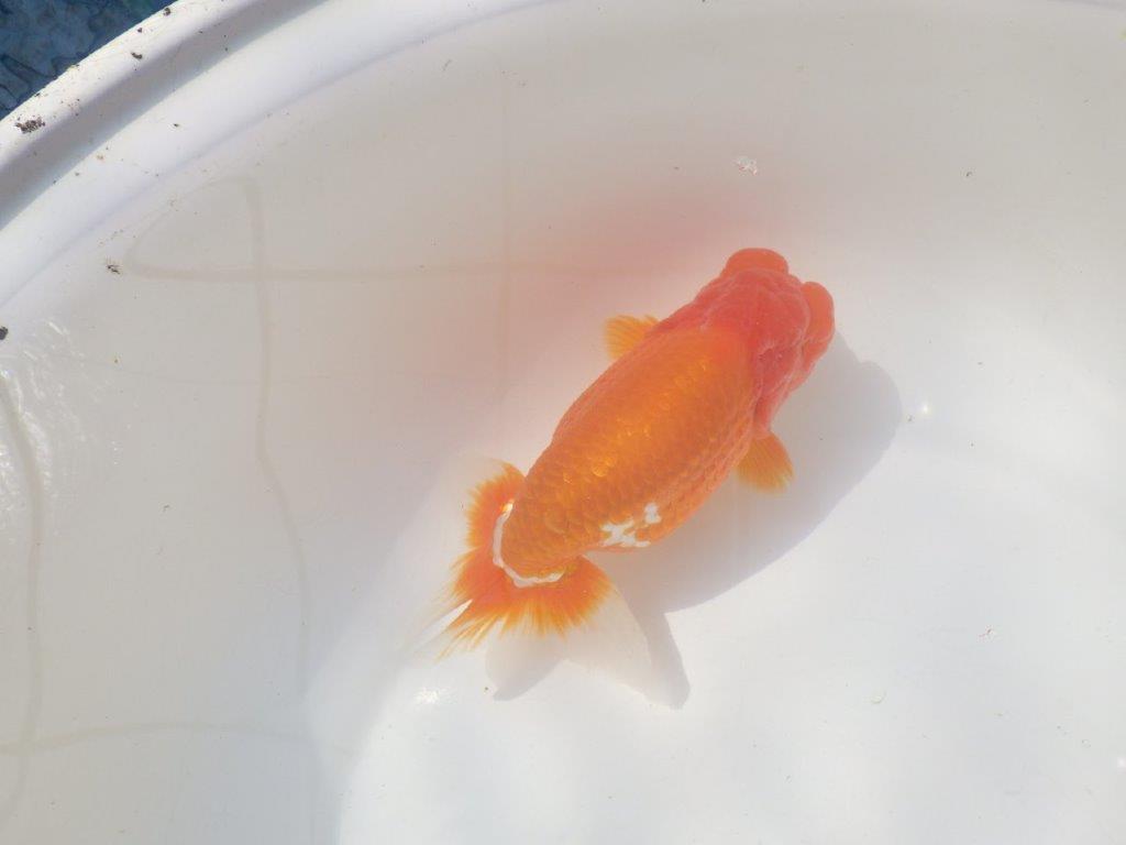 【愛知 川口功 氏】激レア！！明け三歳らんちゅう B 約15,5㎝ オス