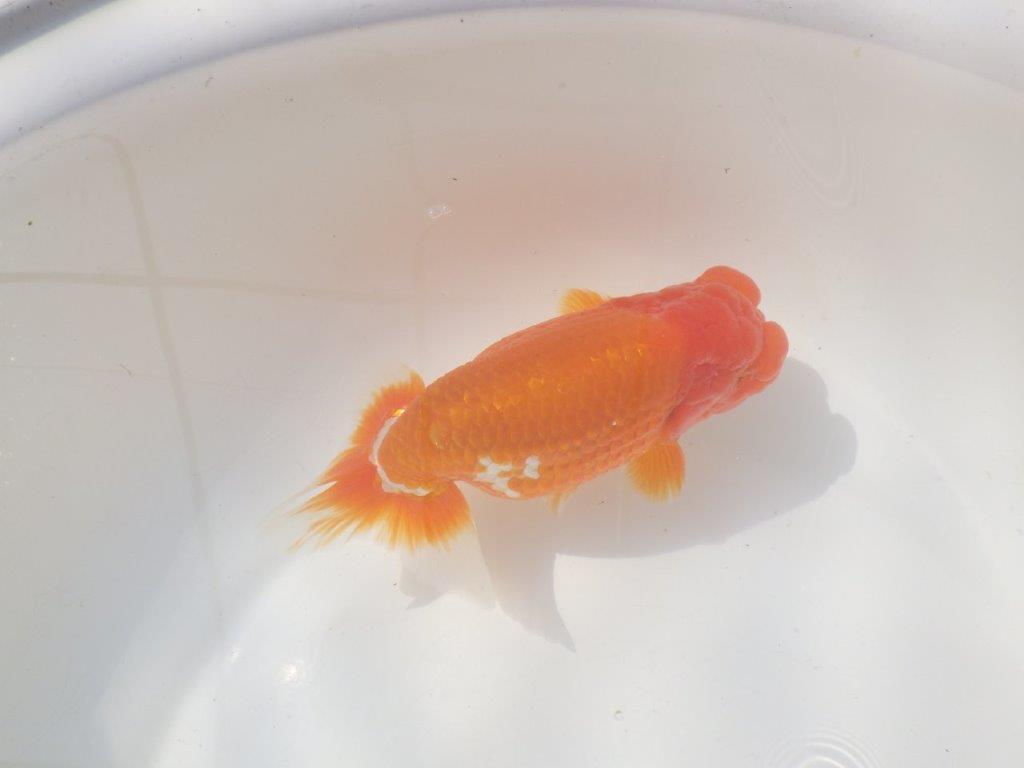 【愛知 川口功 氏】激レア！！明け三歳らんちゅう B 約15,5㎝ オス