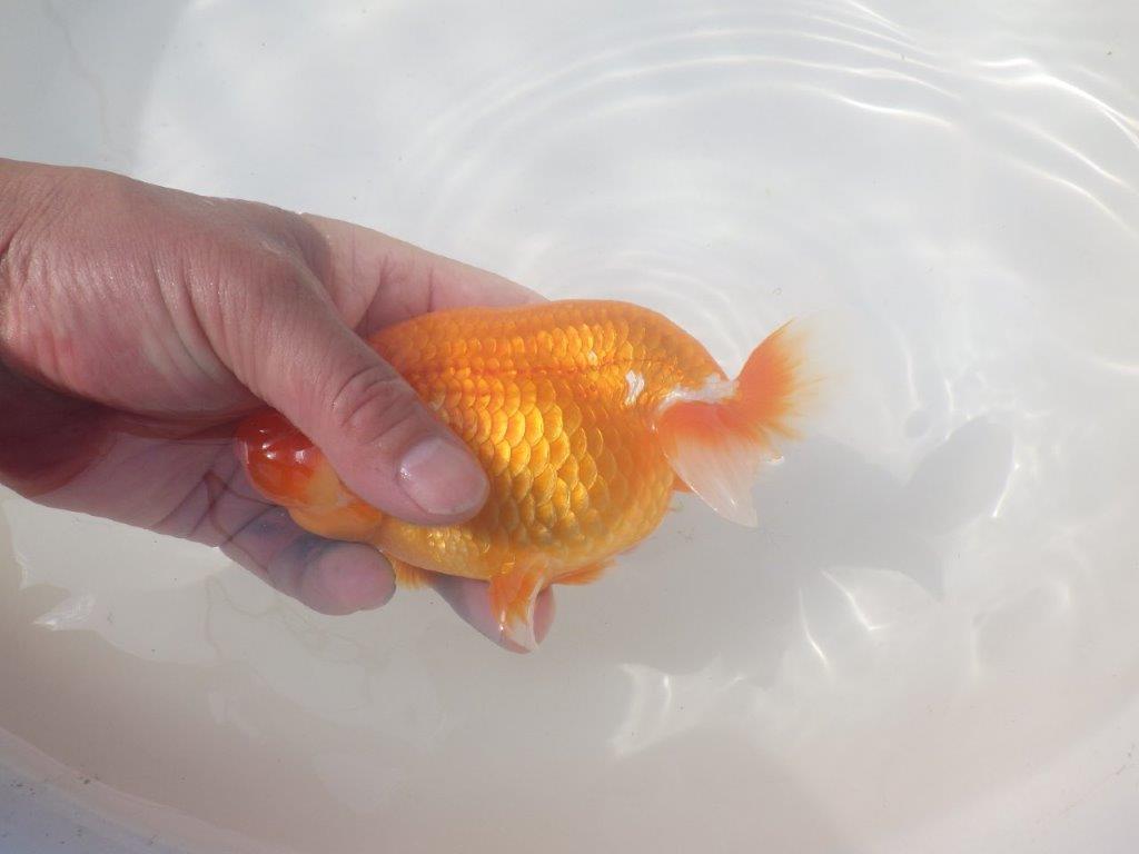 【愛知 川口功 氏】激レア！！明け三歳らんちゅう B 約15,5㎝ オス