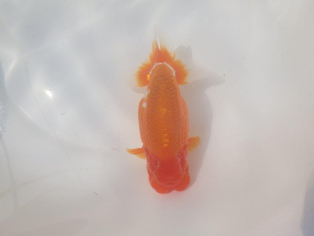 【愛知 川口功 氏】激レア！！明け三歳らんちゅう B 約15,5㎝ オス