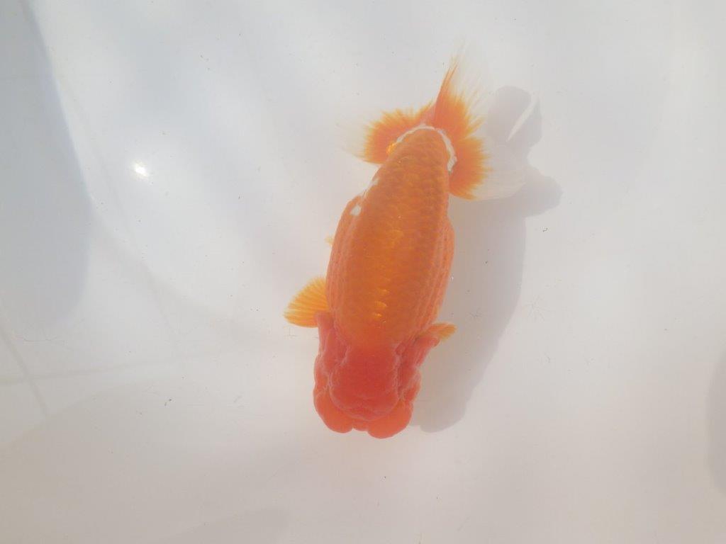 【愛知 川口功 氏】激レア！！明け三歳らんちゅう B 約15,5㎝ オス