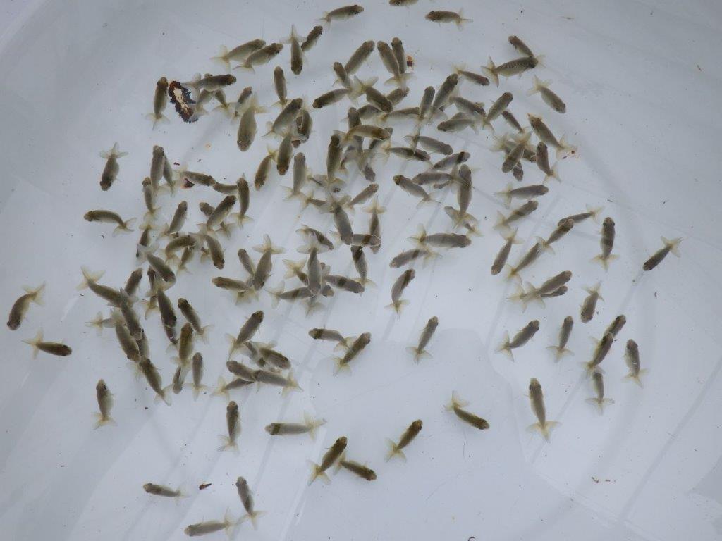 【愛知超優良系統 】4月4日　入荷の中から尾張りの良い１０尾セット