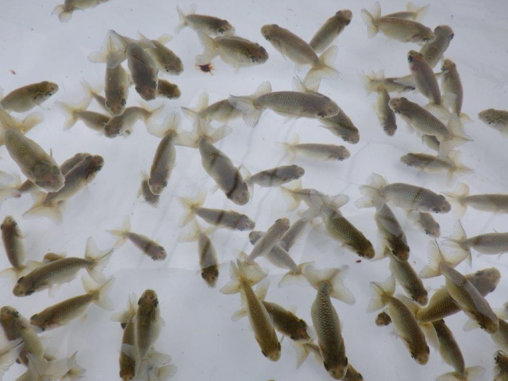 【愛知超優良系統 】4月4日　入荷の中から尾張りの良い１０尾セットの上身