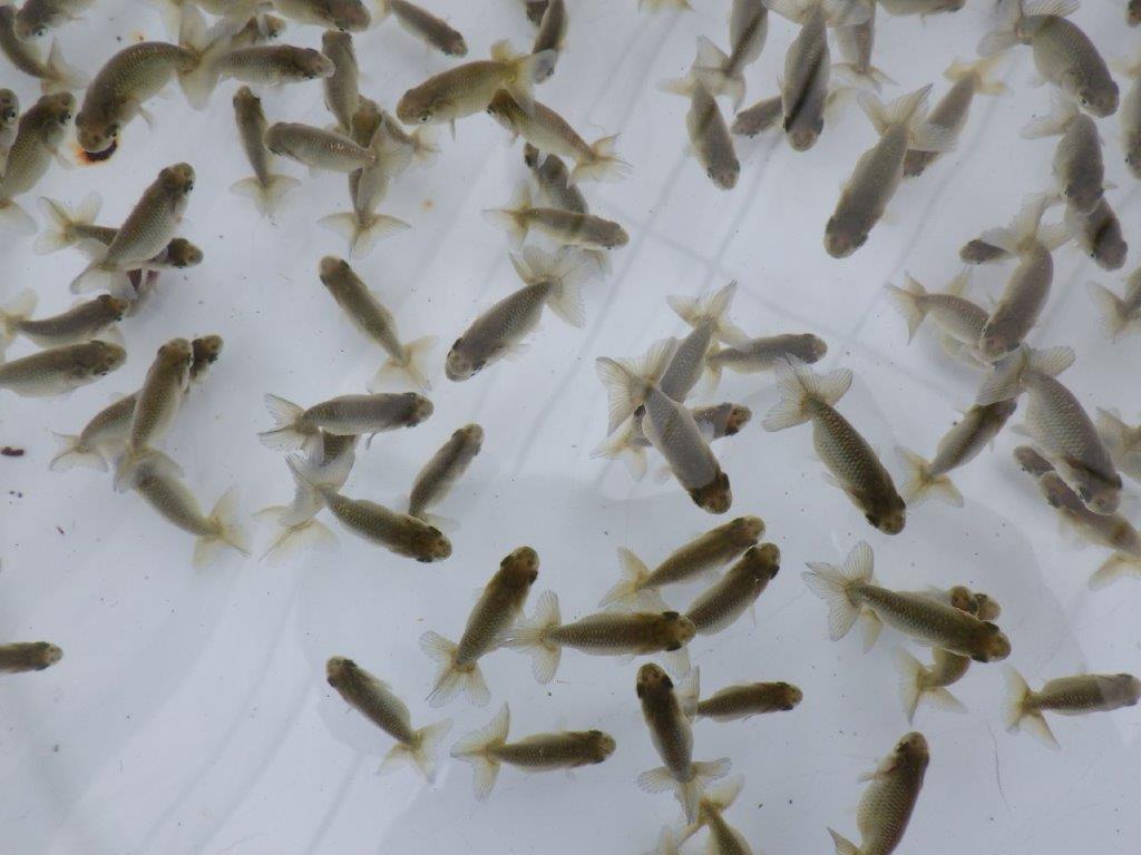 【愛知超優良系統 】4月4日　入荷の中から尾張りの良い１０尾セット