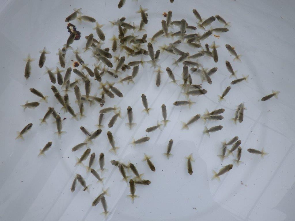 【愛知超優良系統 】4月4日　観賞用お勧め青仔２０尾セットの上身