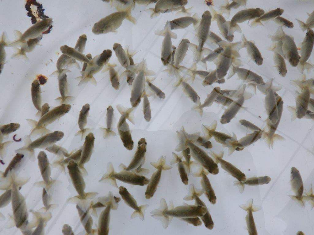 【愛知超優良系統 】4月4日 観賞用お勧め青仔20尾セット