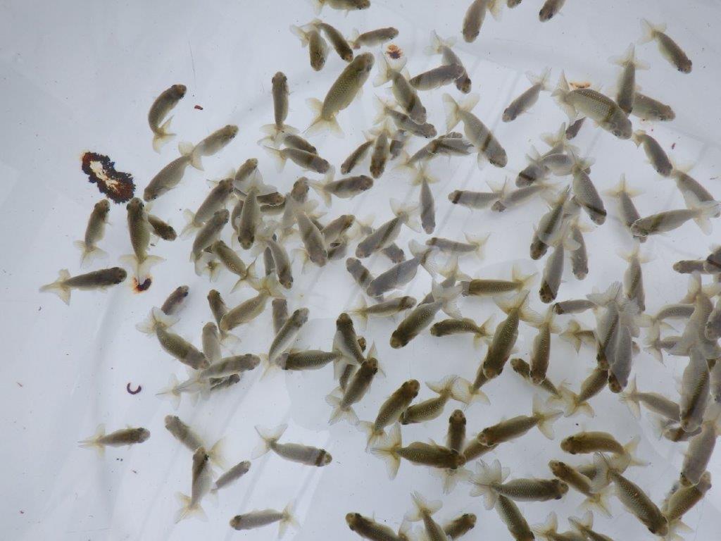 【愛知超優良系統 】4月4日 観賞用お勧め青仔20尾セット